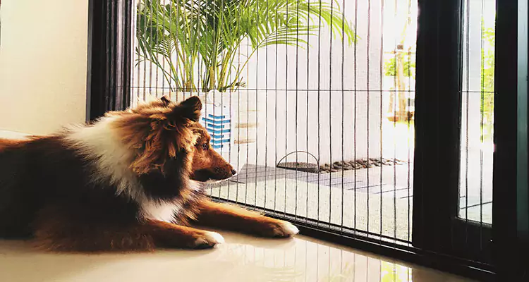 Sliding Screen Pet Door Repair in Egypt Lake-Leto, FL