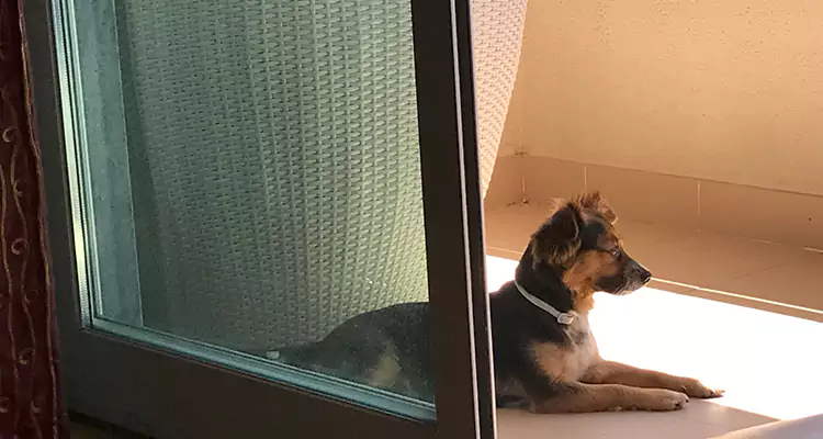 French Door Pet Screen Repair in Egypt Lake-Leto, FL